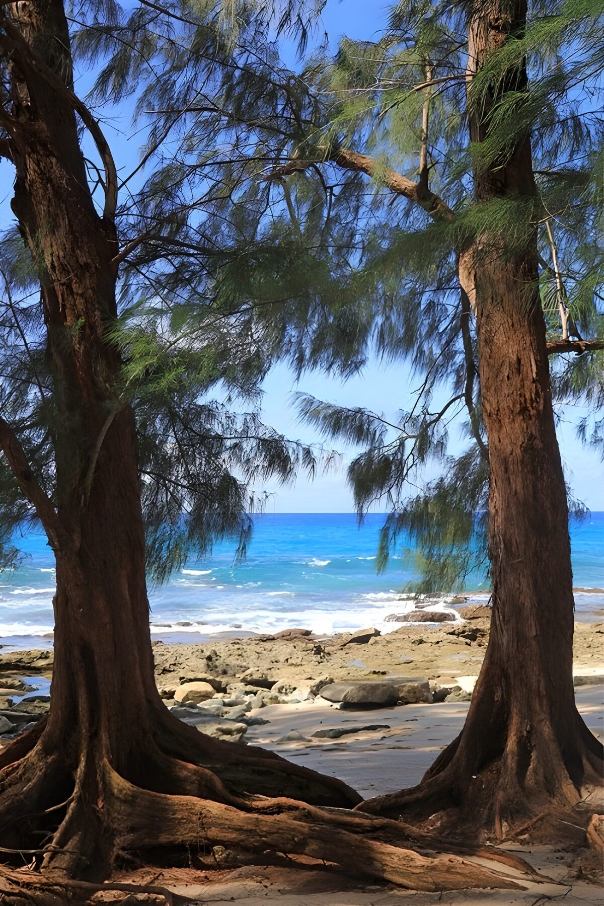 OCCOM2719156: Tranquil Seaside Framed by Trees