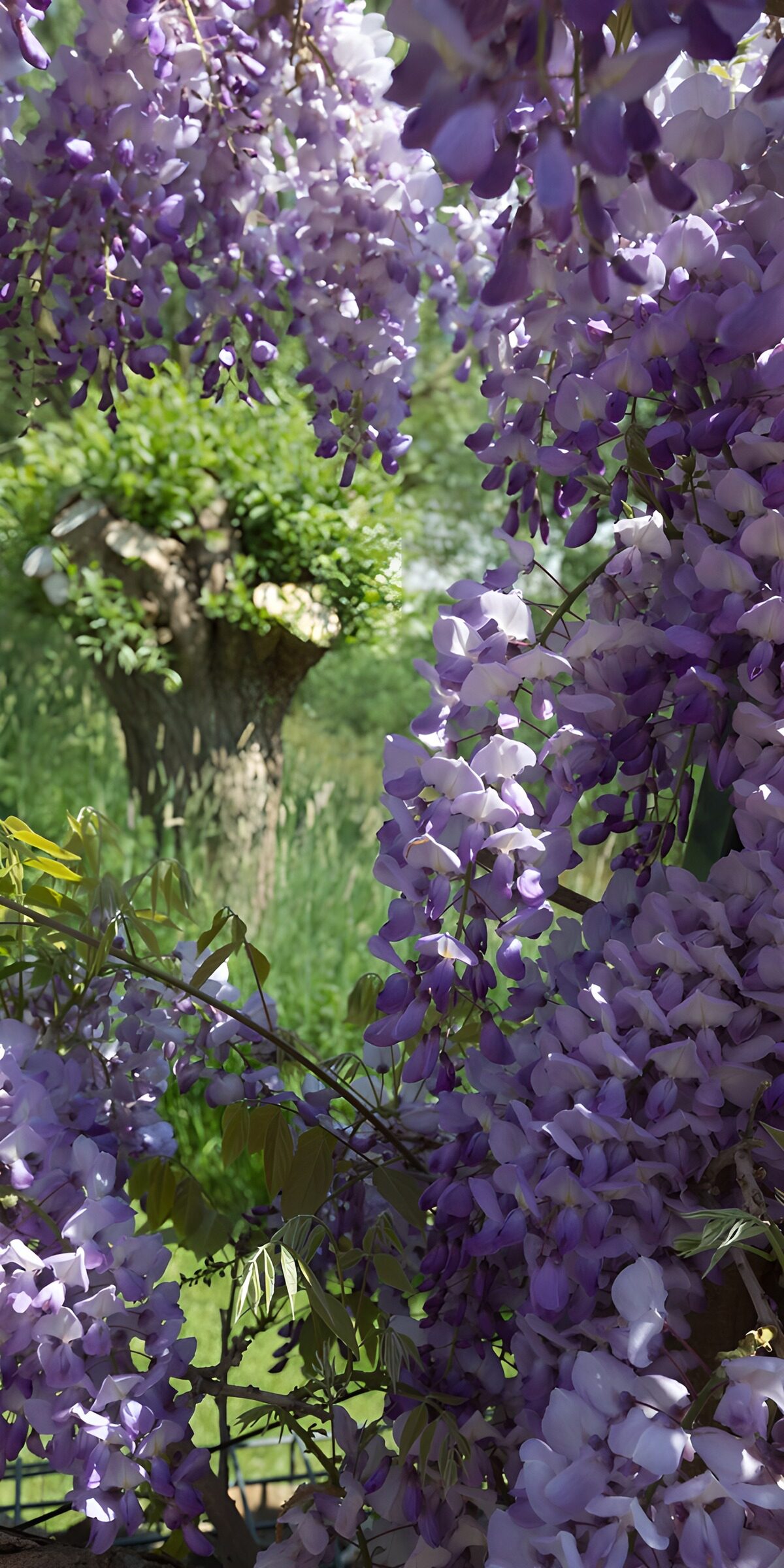 OCCOM8515846: Lush Wisteria Blossoms in Spring