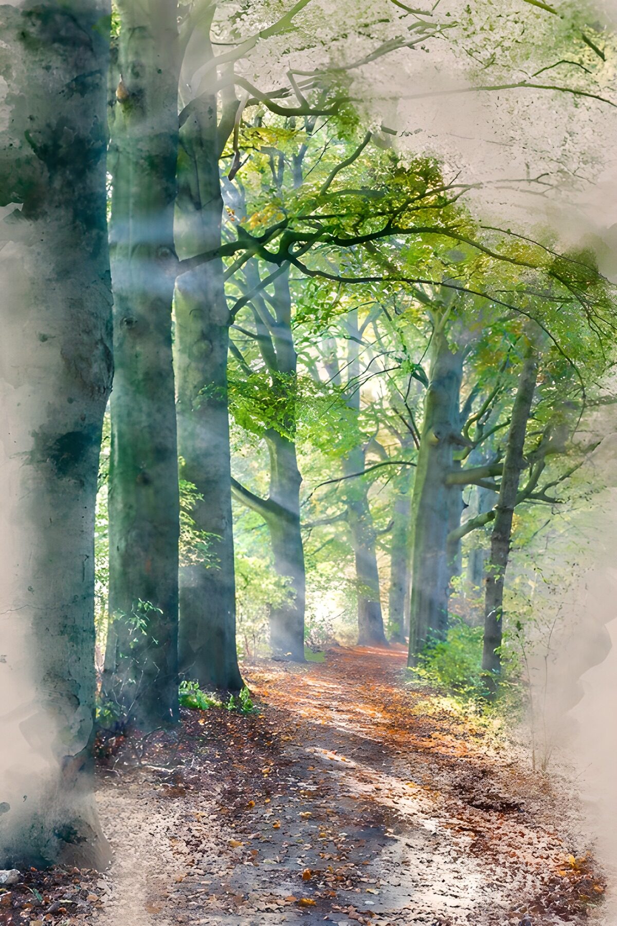 Serene Forest Pathway