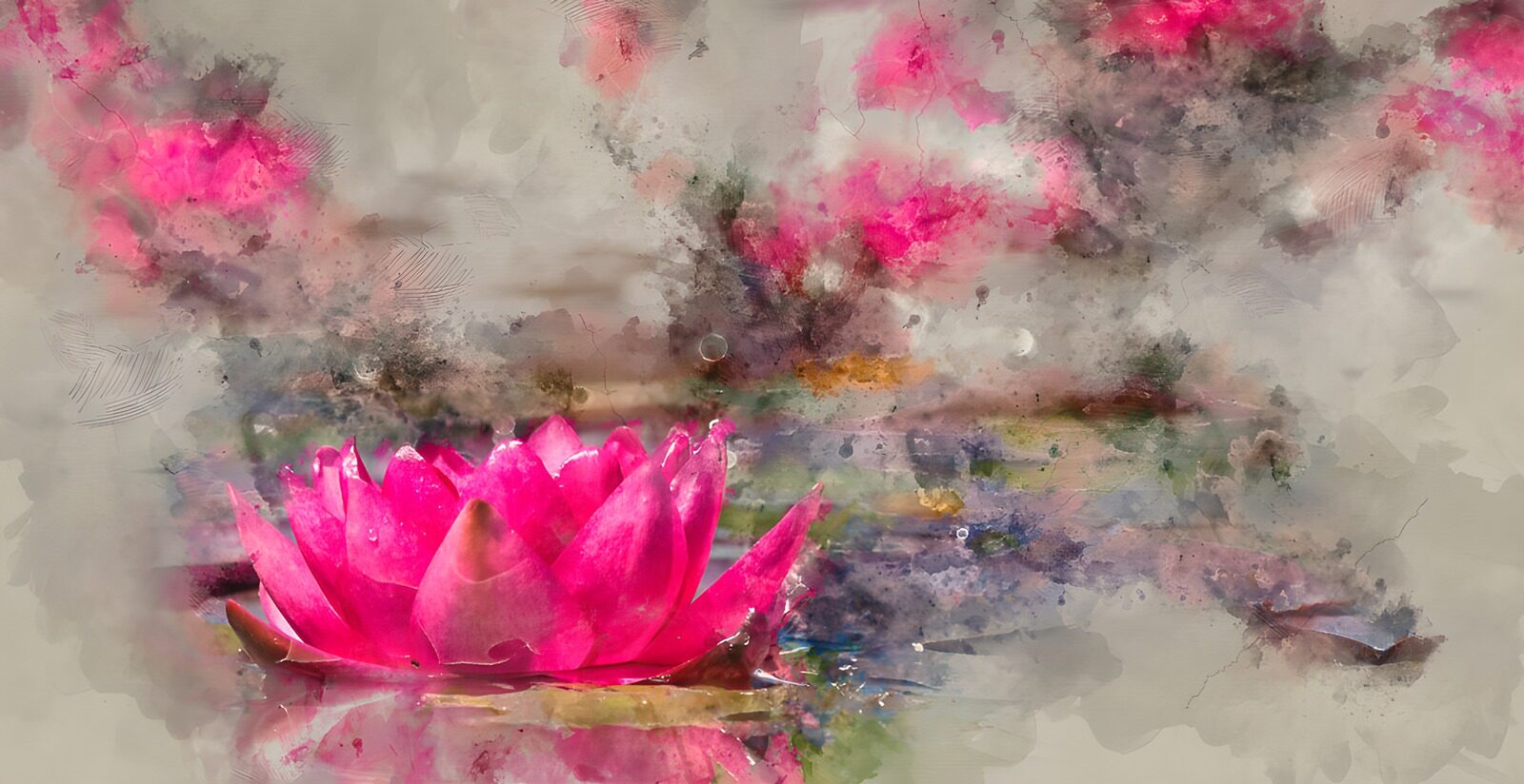 OCCOM8549330: Serene Pink Lotus Blossom