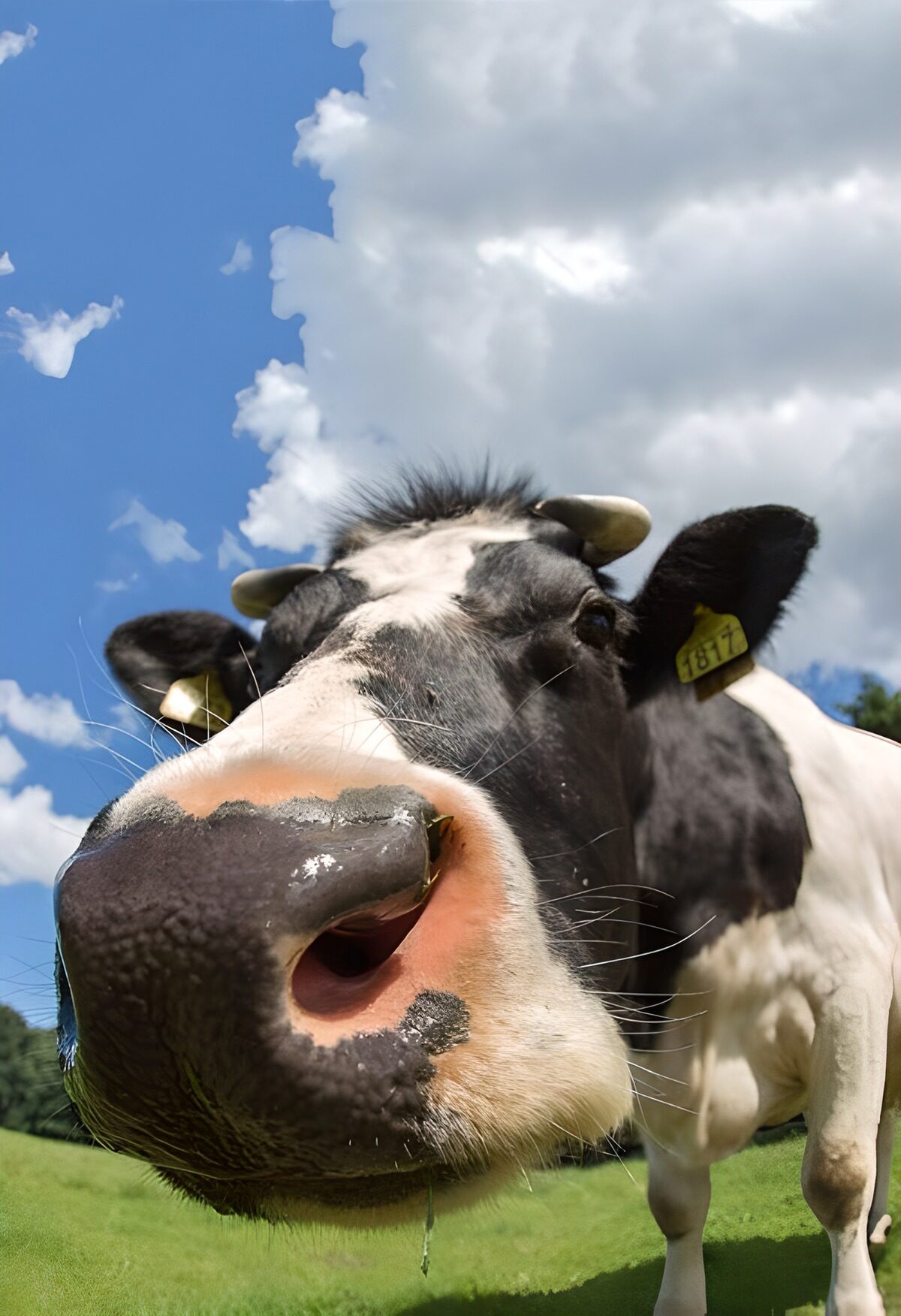 Curious Cow Up Close