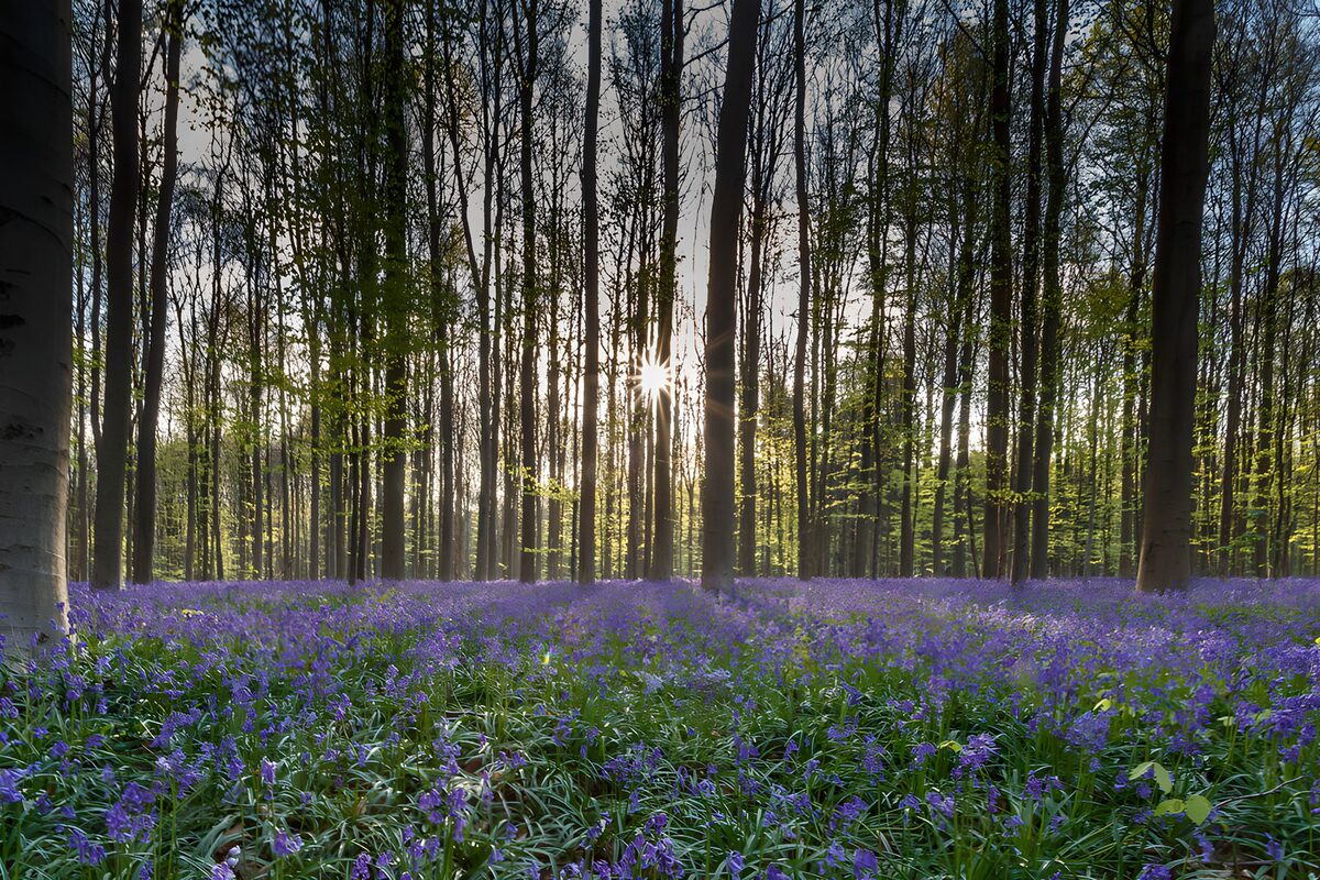 Enchanted Forest of Bluebells