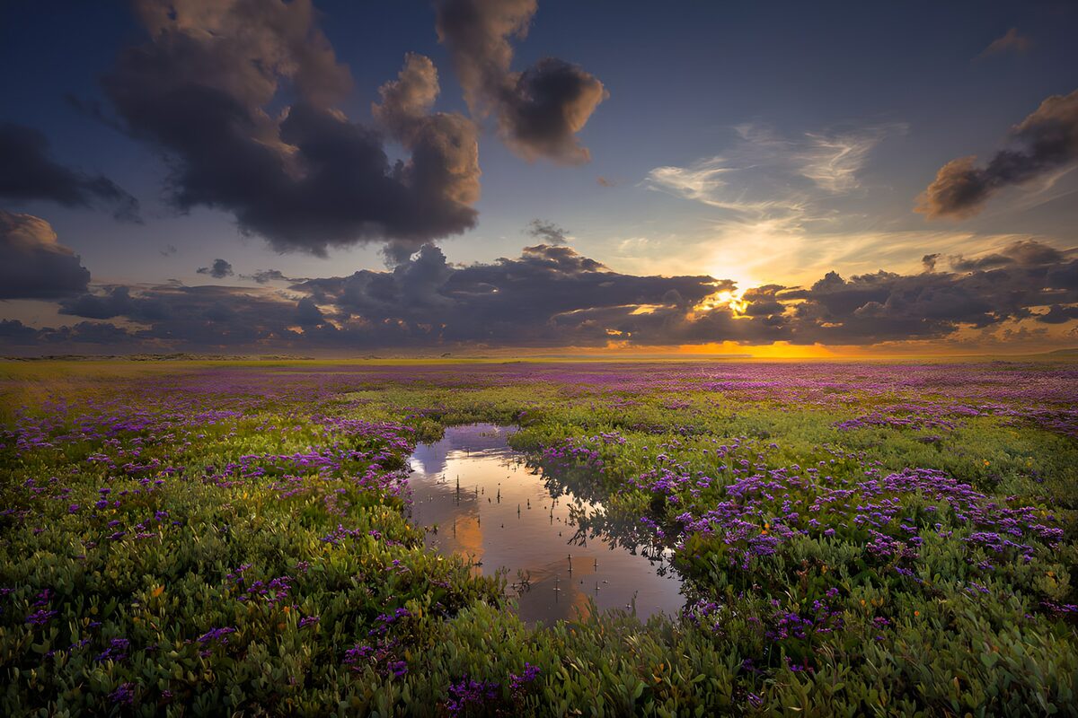 Sunset Over Purple Flower Field