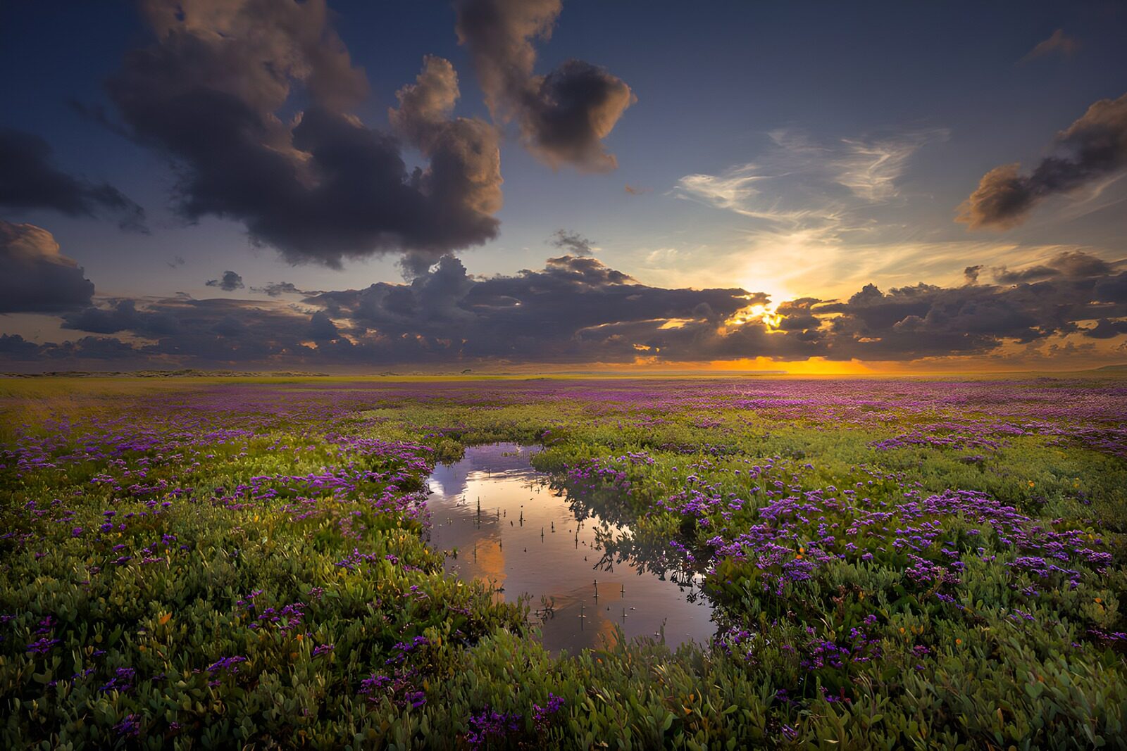 OCCOM7074297: Sunset Over Purple Flower Field
