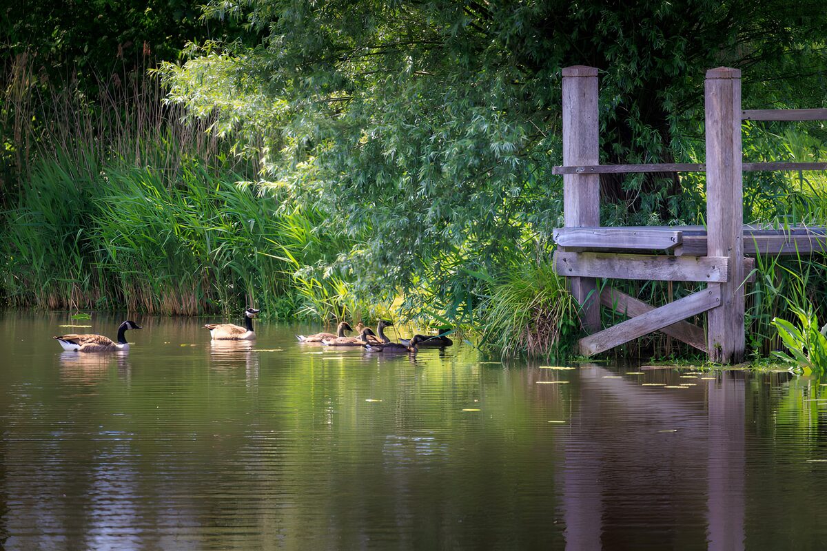 Peaceful Pond with Geese