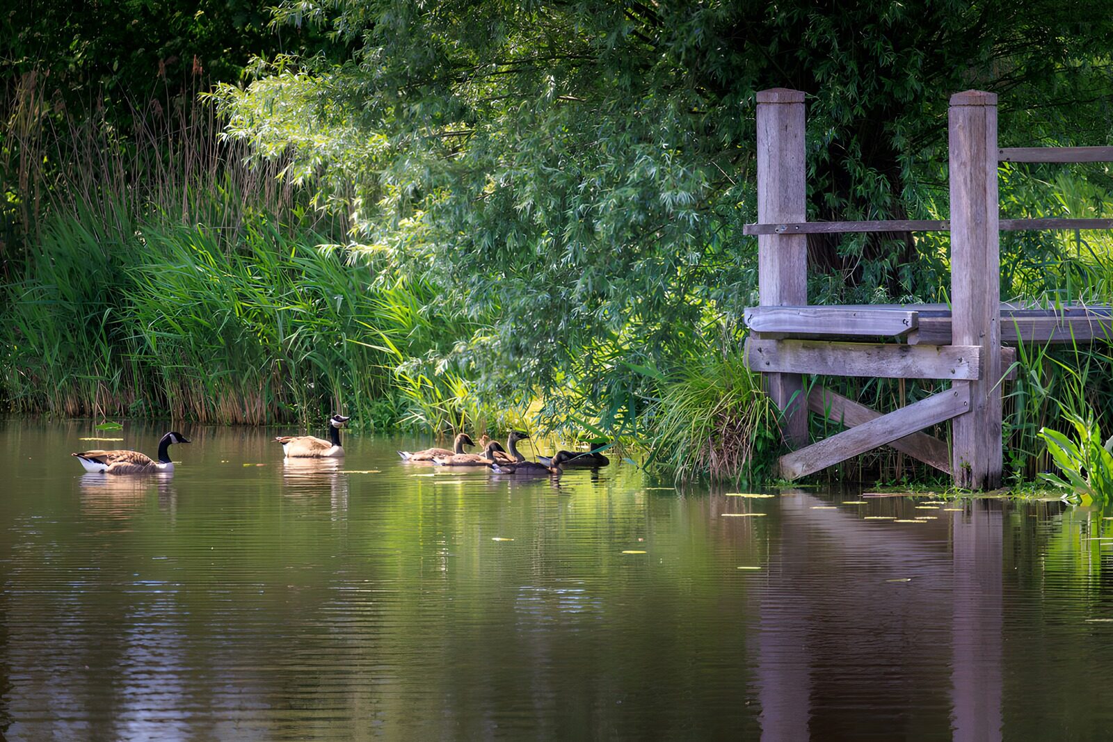 OCCOM5452630: Peaceful Pond with Geese