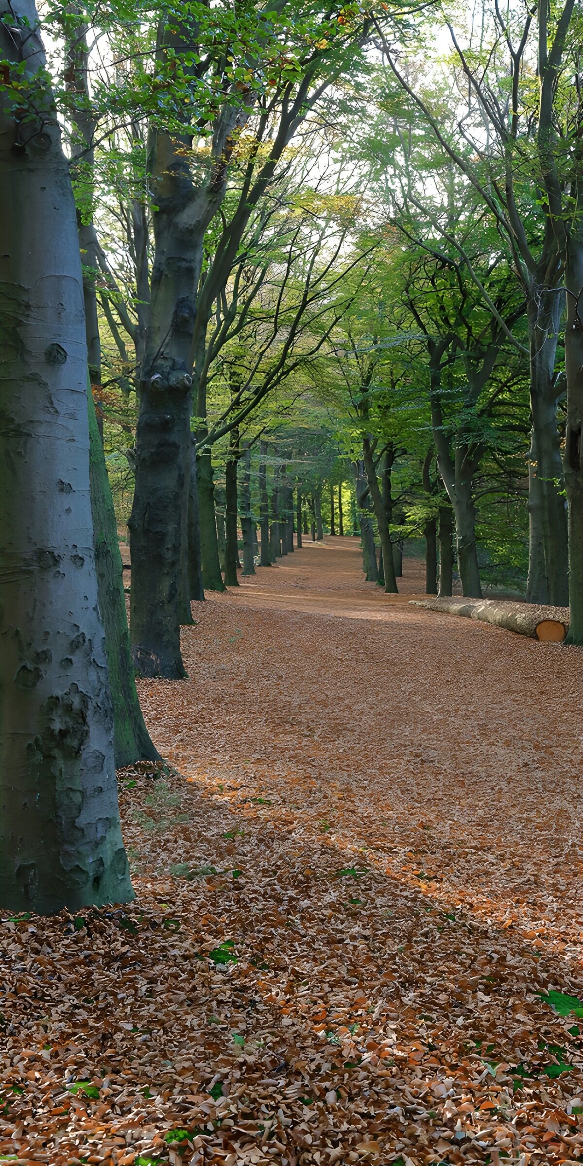 OCCOM5169944: Tranquil Tree-Lined Pathway in Autumn