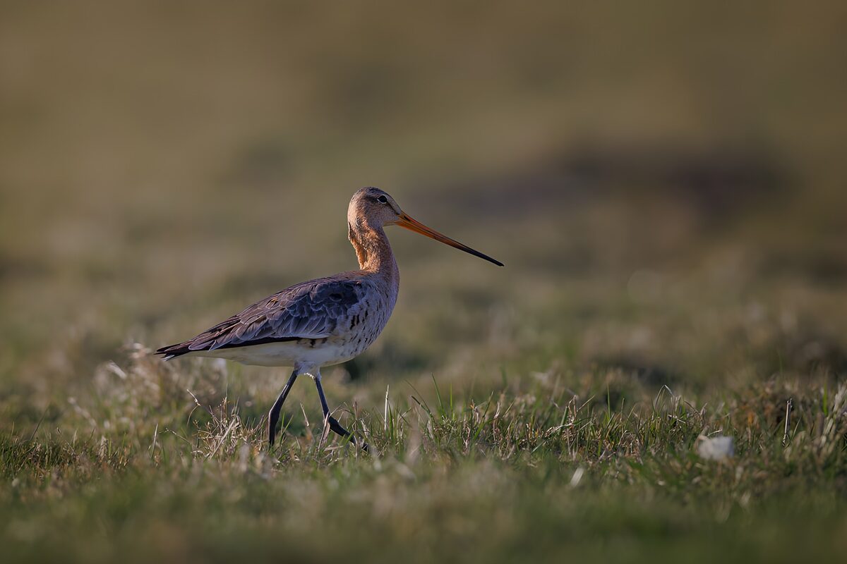 OCCOM2236185: Elegant Bird in a Serene Landscape