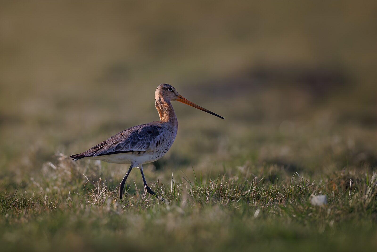 OCCOM2236185: Elegant Bird in a Serene Landscape