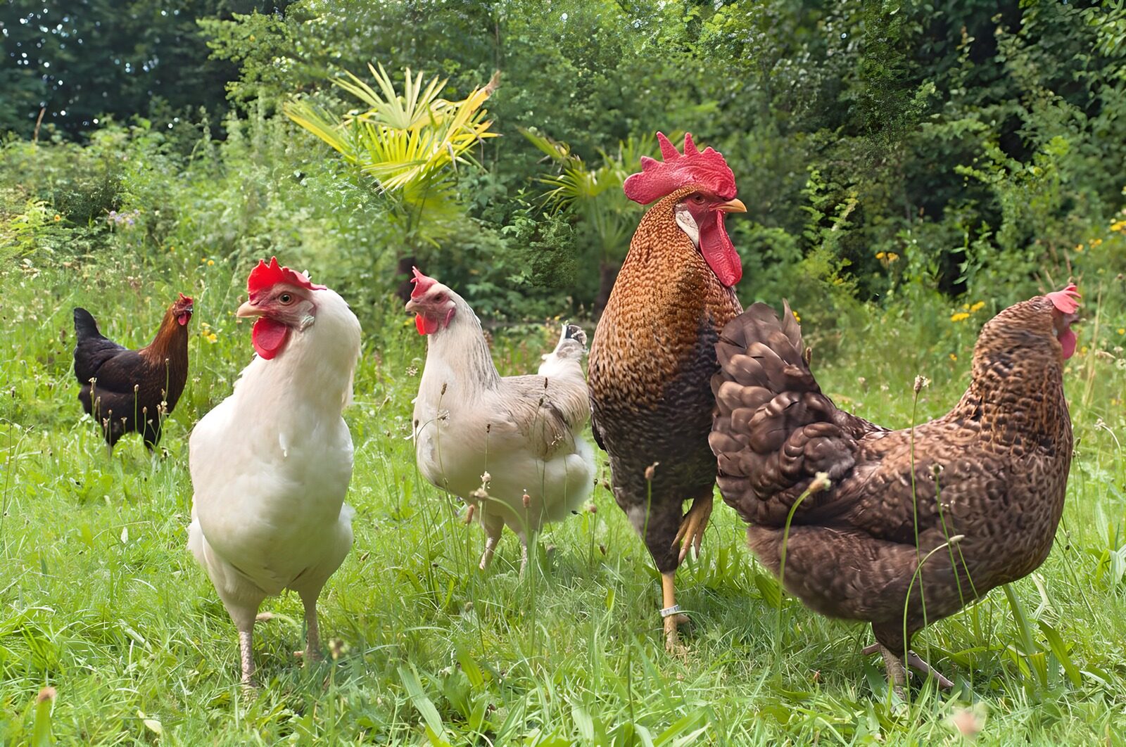 OCCOM7696556: Colorful Chickens in a Lush Garden