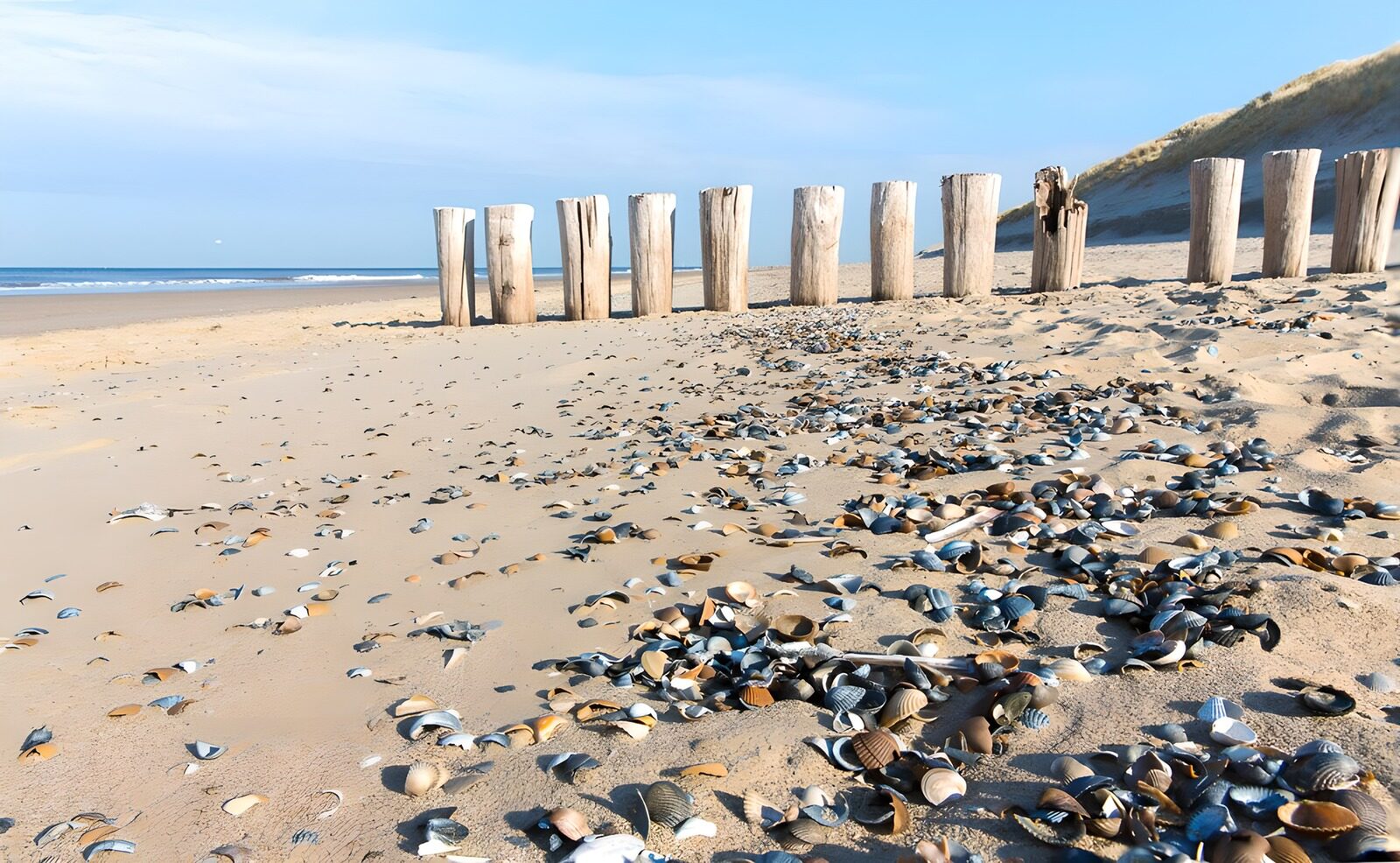 OCCOM5550506: Tranquil Beach with Seashells and Poles