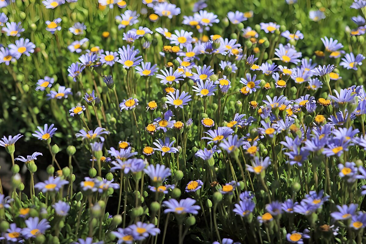 Vibrant Purple Daisy Field