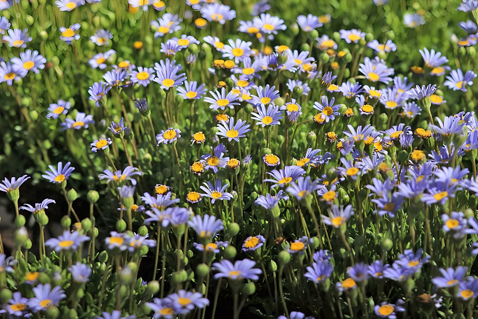 OCCOM3908252: Vibrant Purple Daisy Field