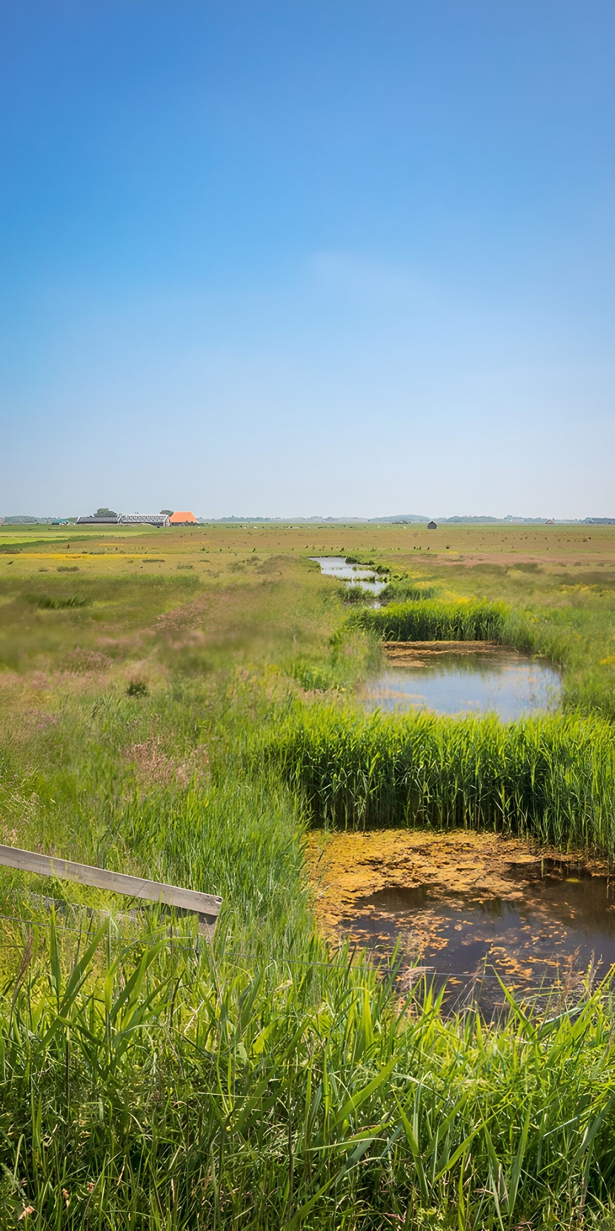 OCCOM4845495: Serene Marshland Landscape