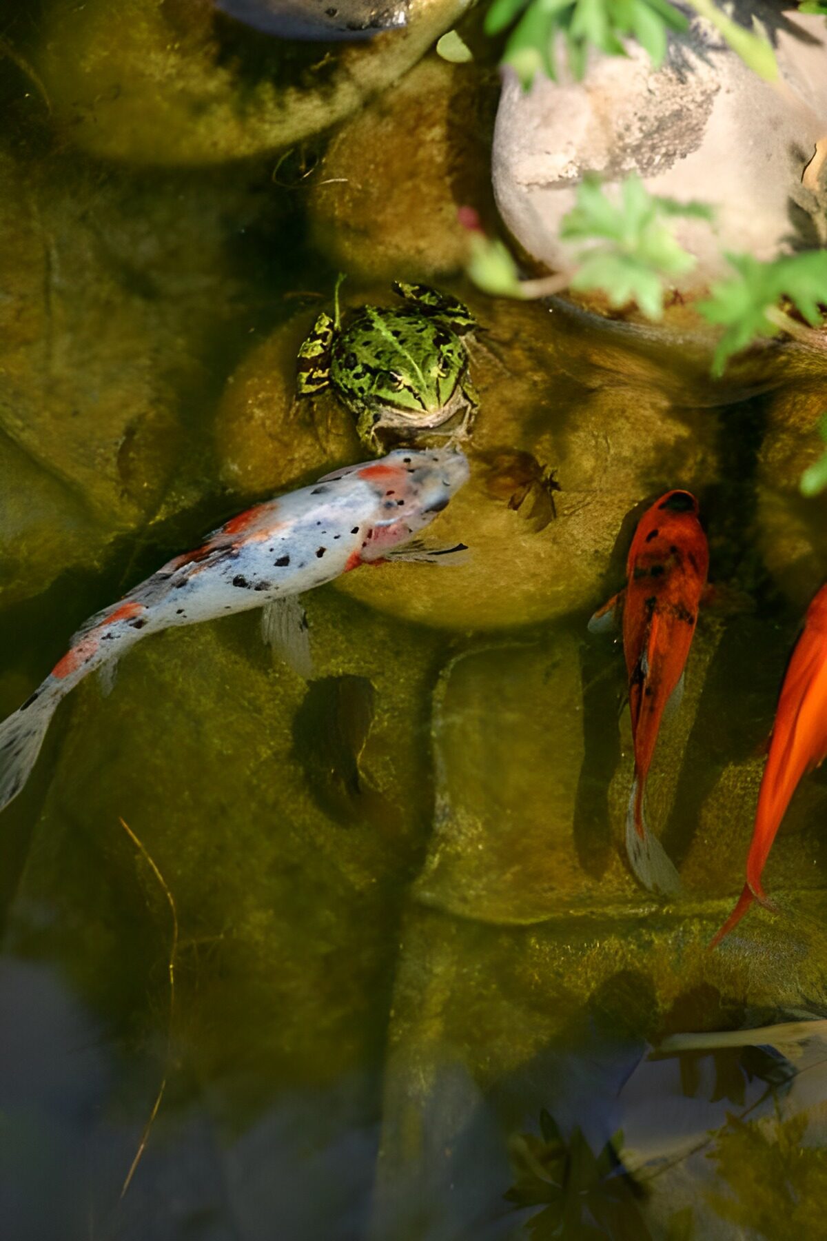 Harmony in a Tranquil Pond