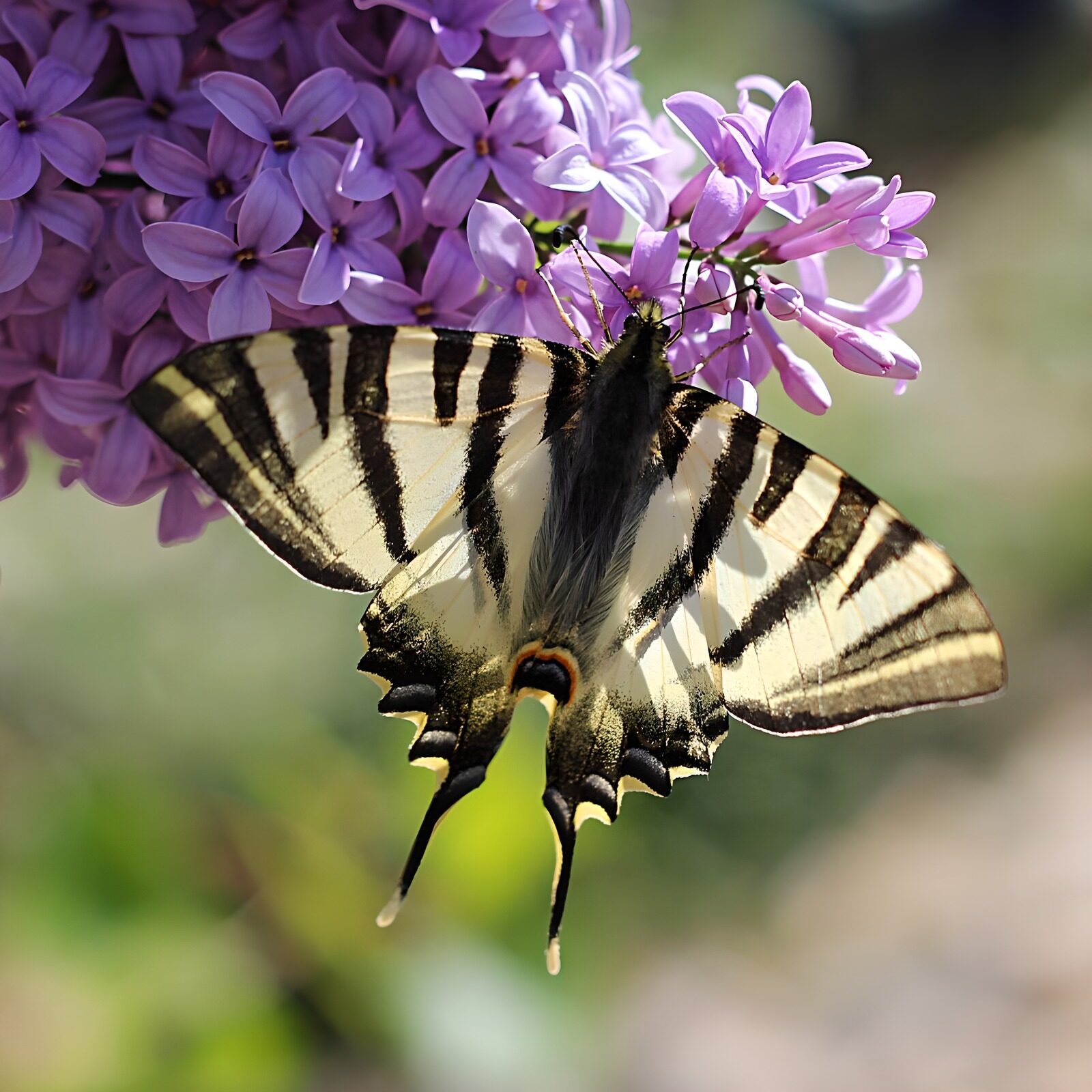 OCCOM7708839: Butterfly on Lilac Blossoms