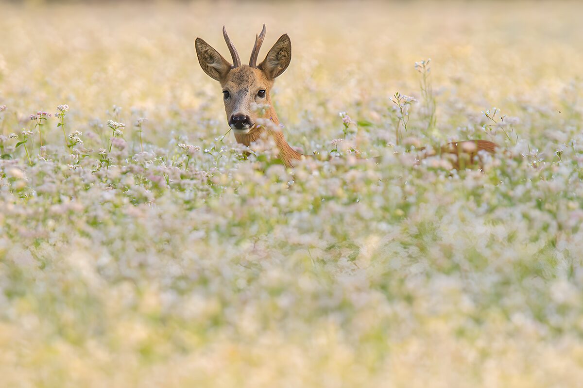 Young Buck in a Flower Field