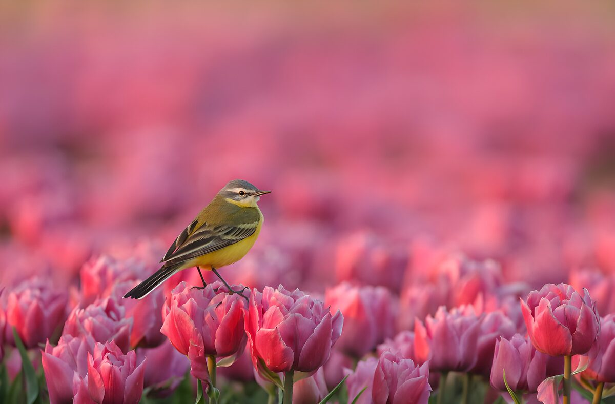 OCCOM9999731: Bird Among Blooming Tulips
