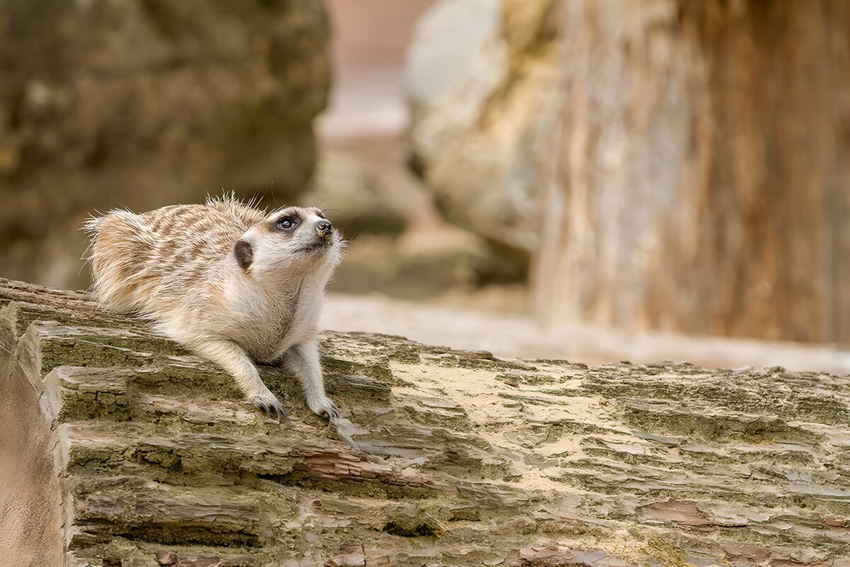 Curious Meerkat on a Log