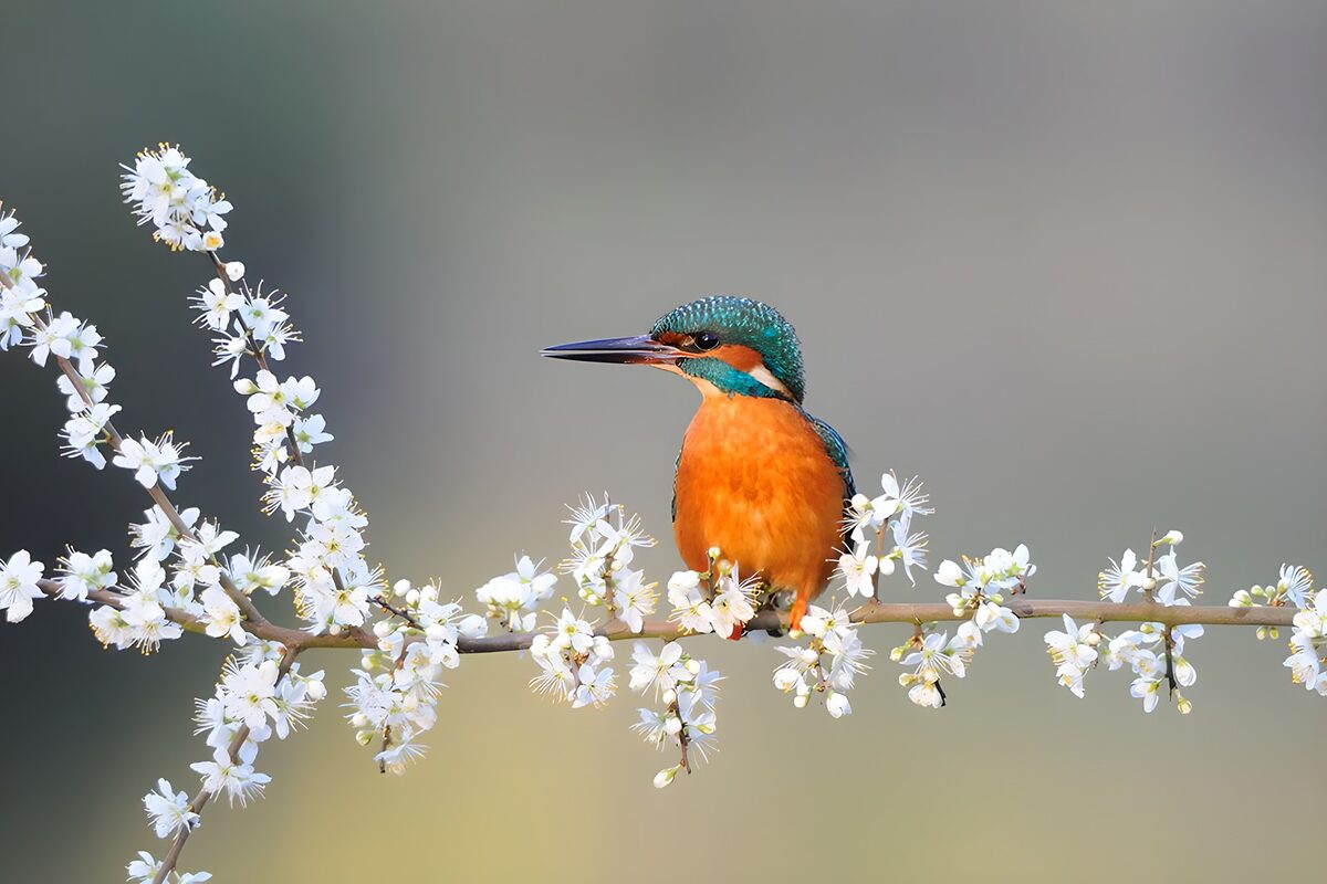 Colorful Kingfisher on Blossoming Branch