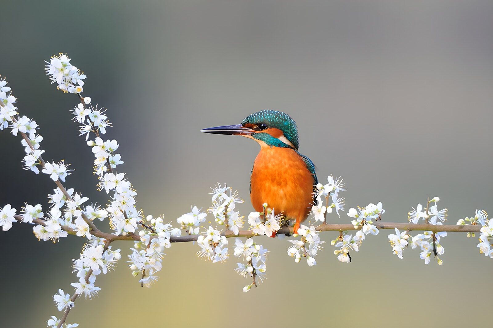 OCCOM8304278: Colorful Kingfisher on Blossoming Branch