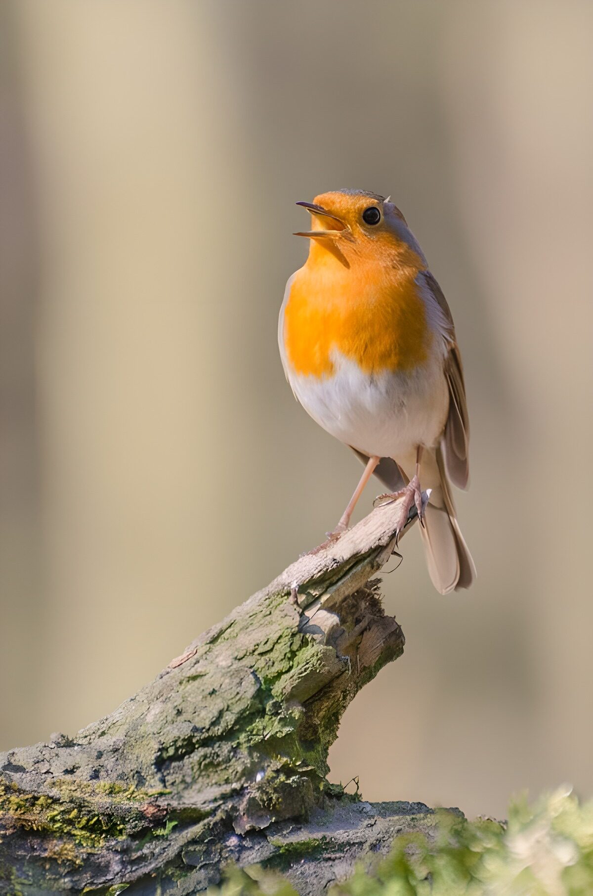 Singing Robin on a Branch