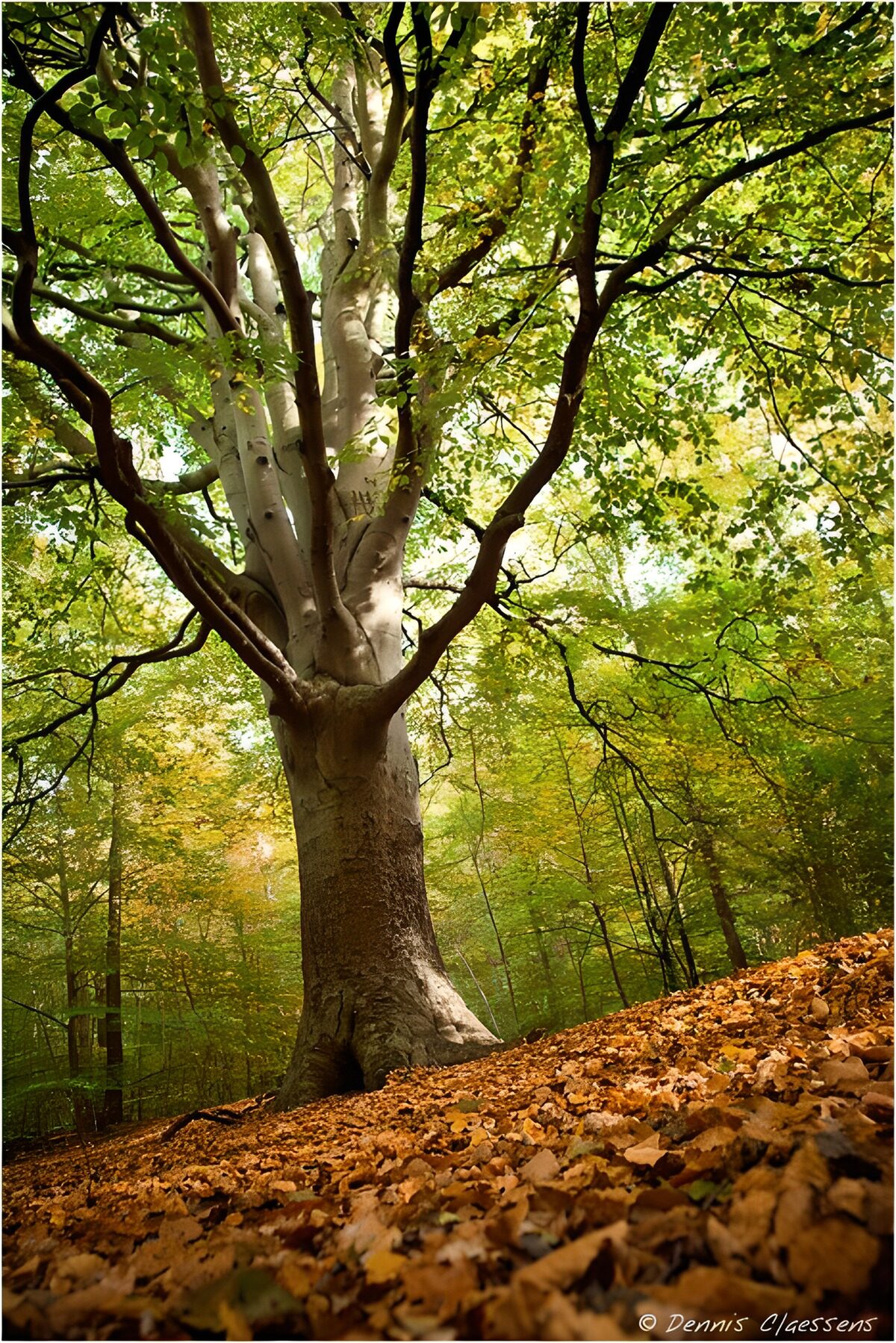 OCCOM2368062: Towering Tree in Autumn Colors