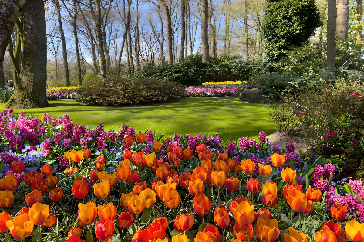 OCCOM4804466: Vibrant Spring Flower Garden