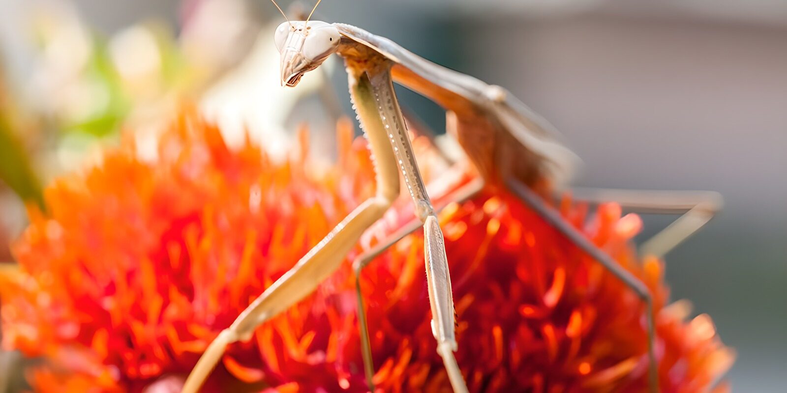 OCCOM2792868: Praying Mantis on Vibrant Flower