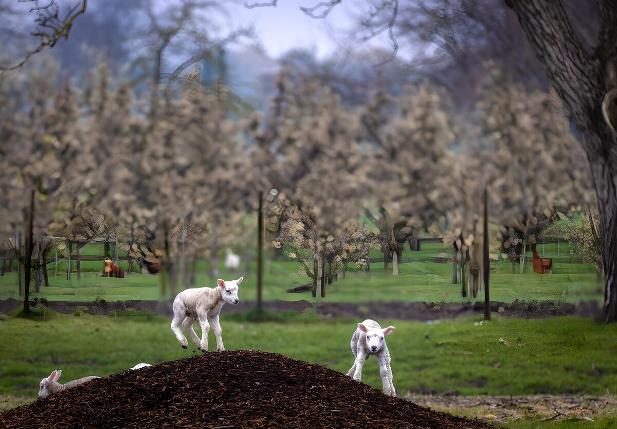 Playful Lambs on a Wood Chip Hill