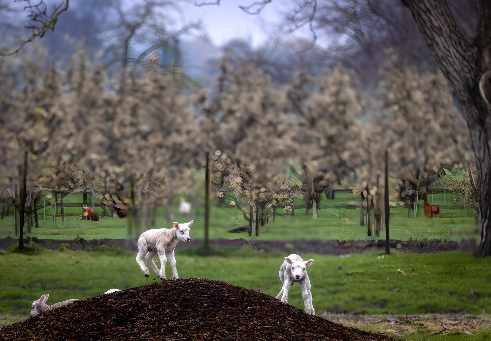 OCCOM1123446: Playful Lambs on a Wood Chip Hill