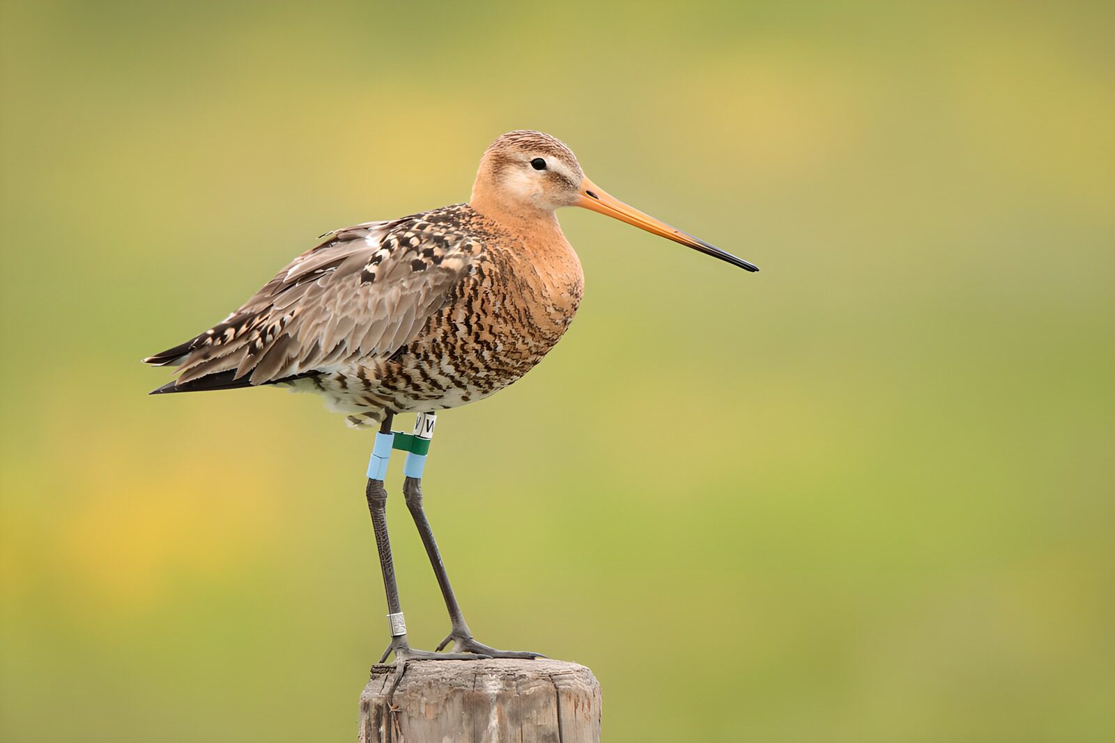 OCCOM1103782: Elegant Shorebird in Natural Habitat