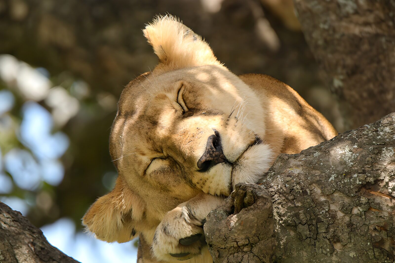 OCCOM9121074: "Lioness Relaxing on a Tree Branch"