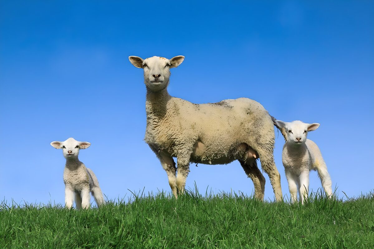 Sheep and Lambs on a Sunny Day