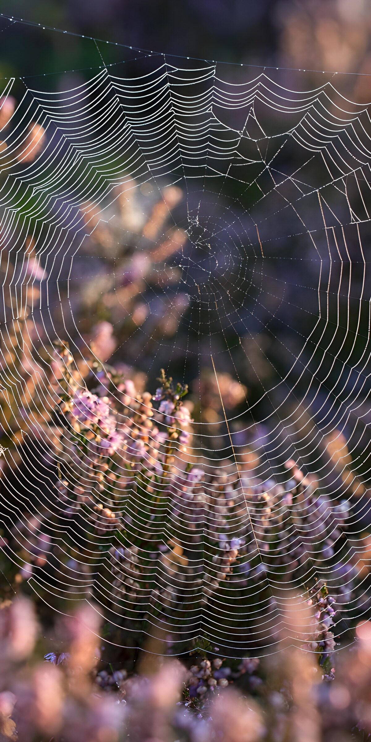 OCCOM6618942: Delicate Web Among Flowers