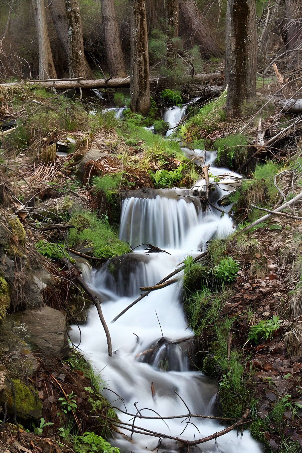 Serene Forest Stream
