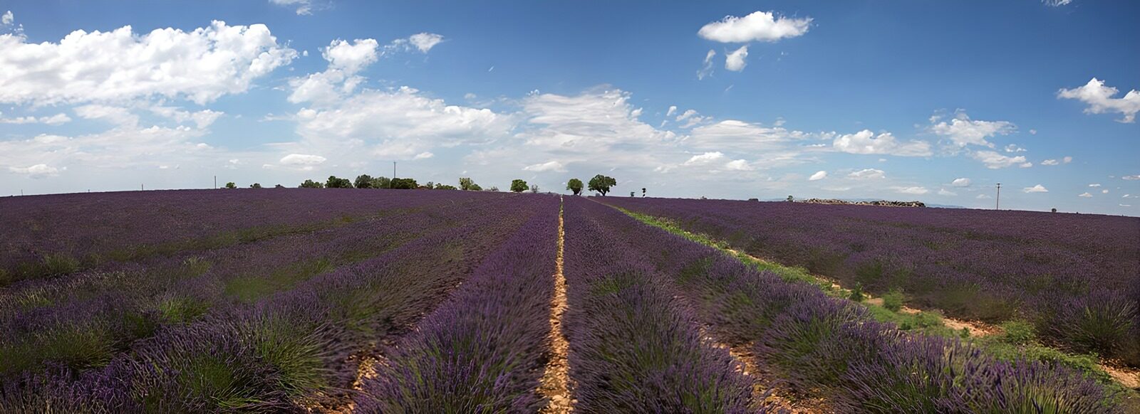 OCCOM9280040: Lavender Fields Under Blue Skies