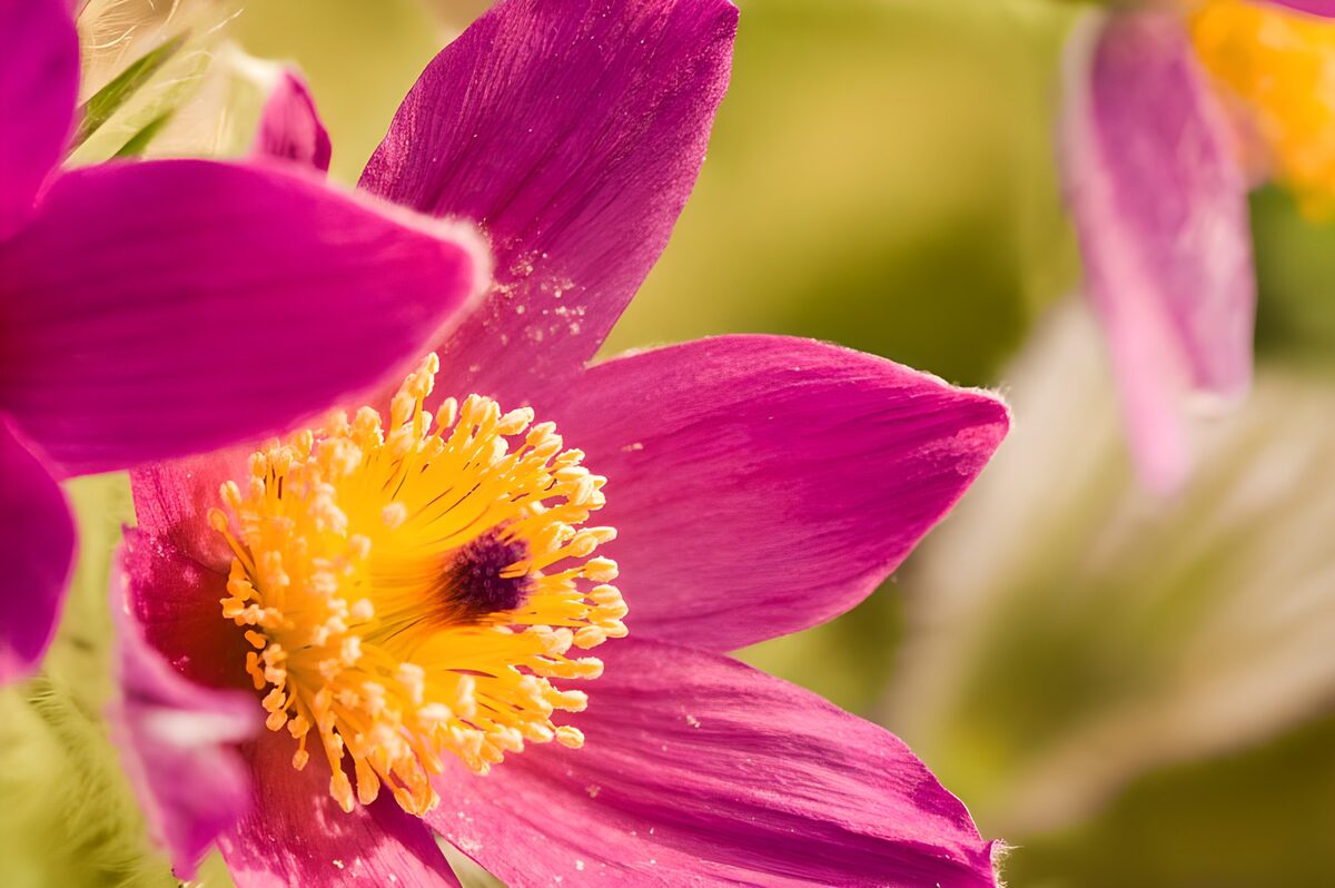 Vibrant Pink Flower Close-Up