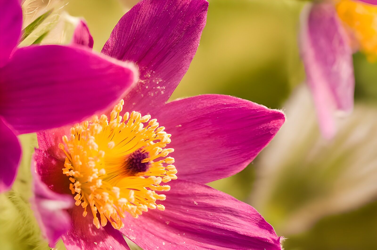 OCCOM4700223: Vibrant Pink Flower Close-Up