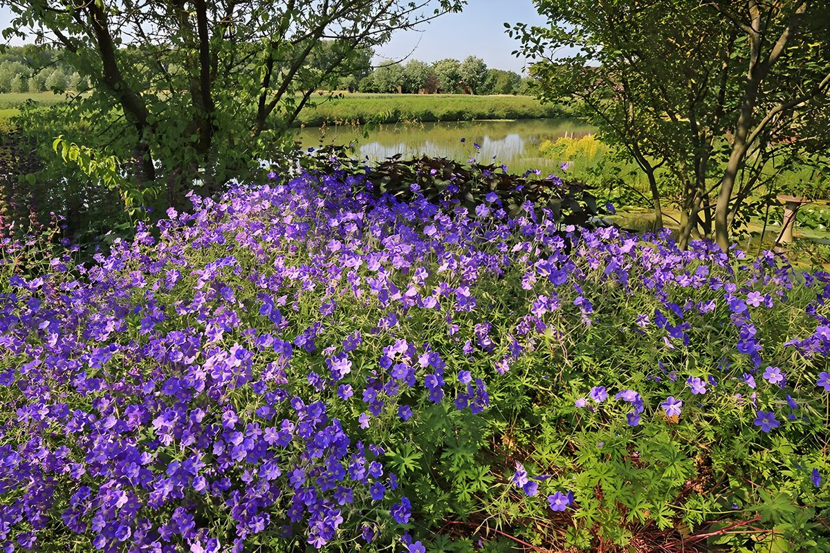 Vibrant Purple Blossoms by the Water