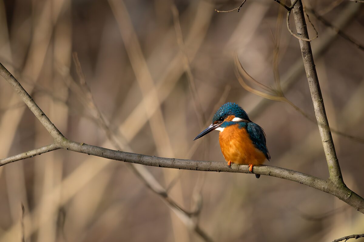 OCCOM6480112: Elegant Kingfisher Perched on a Branch