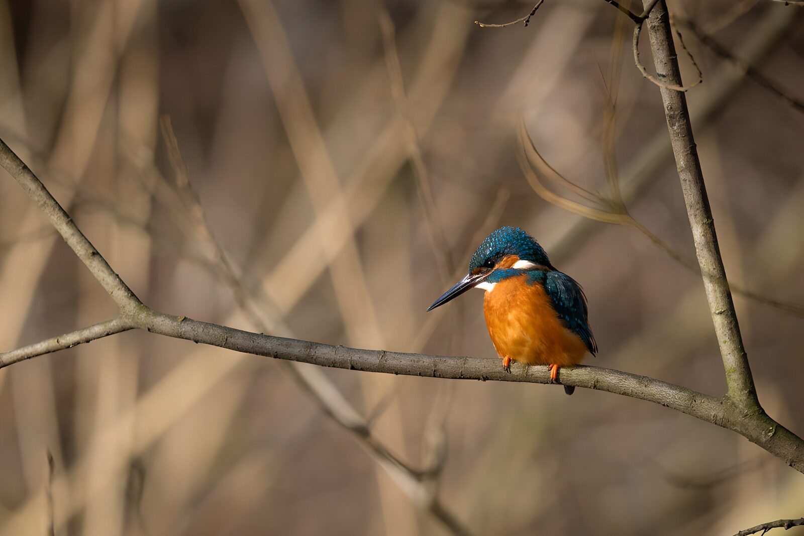 OCCOM6480112: Elegant Kingfisher Perched on a Branch