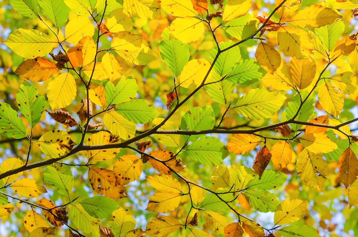 Vibrant Autumn Leaves