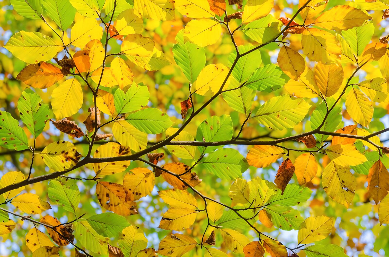 OCCOM3967003: Vibrant Autumn Leaves