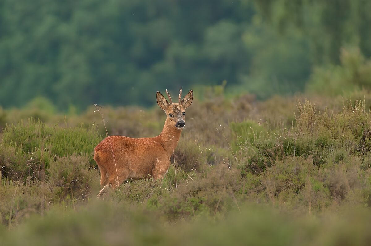 Young Roe Deer in Natural Habitat