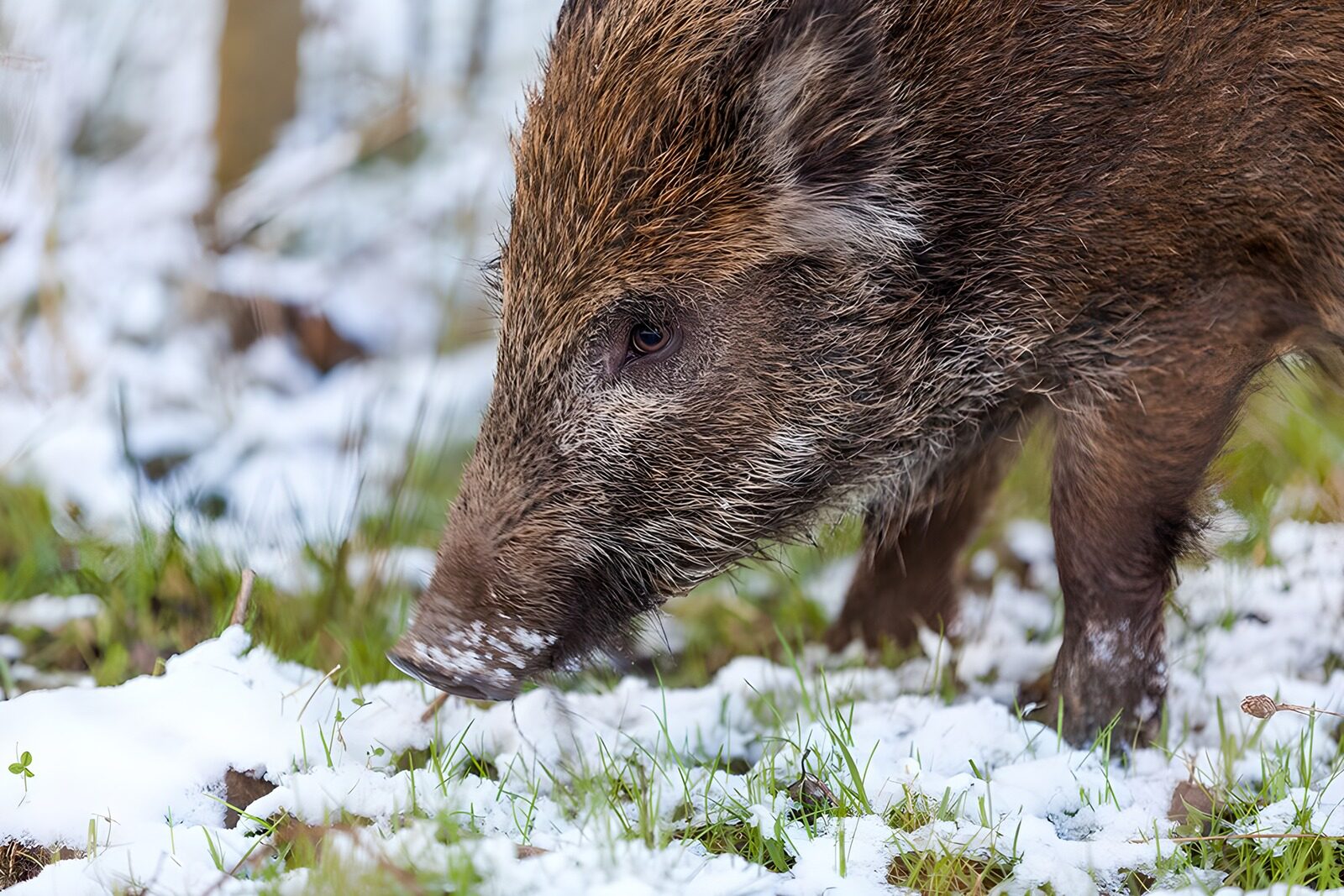 OCCOM6740767: Winter Foraging Wild Boar