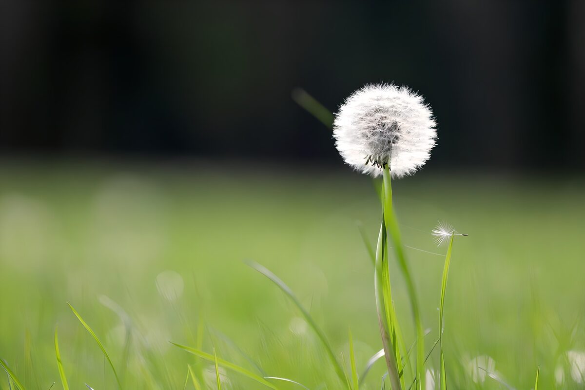 Dandelion in Soft Focus