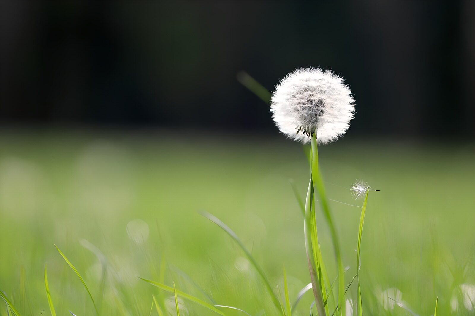 OCCOM8386522: Dandelion in Soft Focus