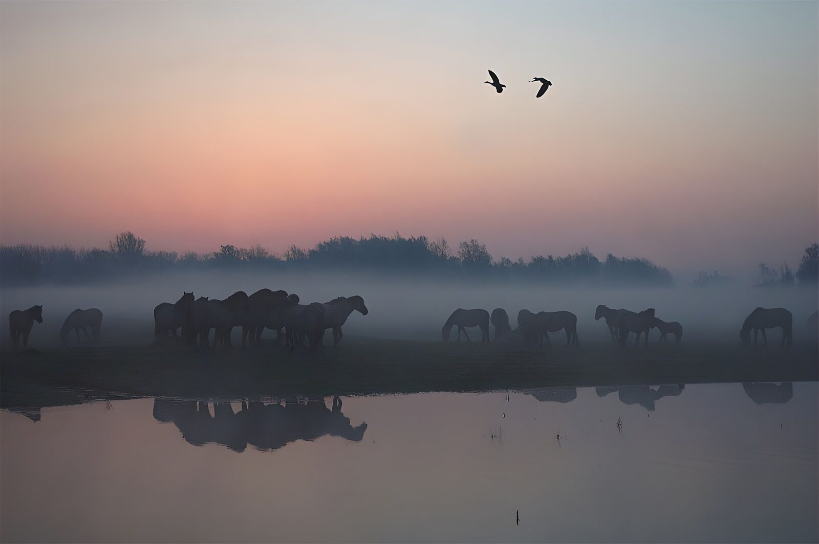OCCOM5487158: Tranquil Morning with Horses and Birds
