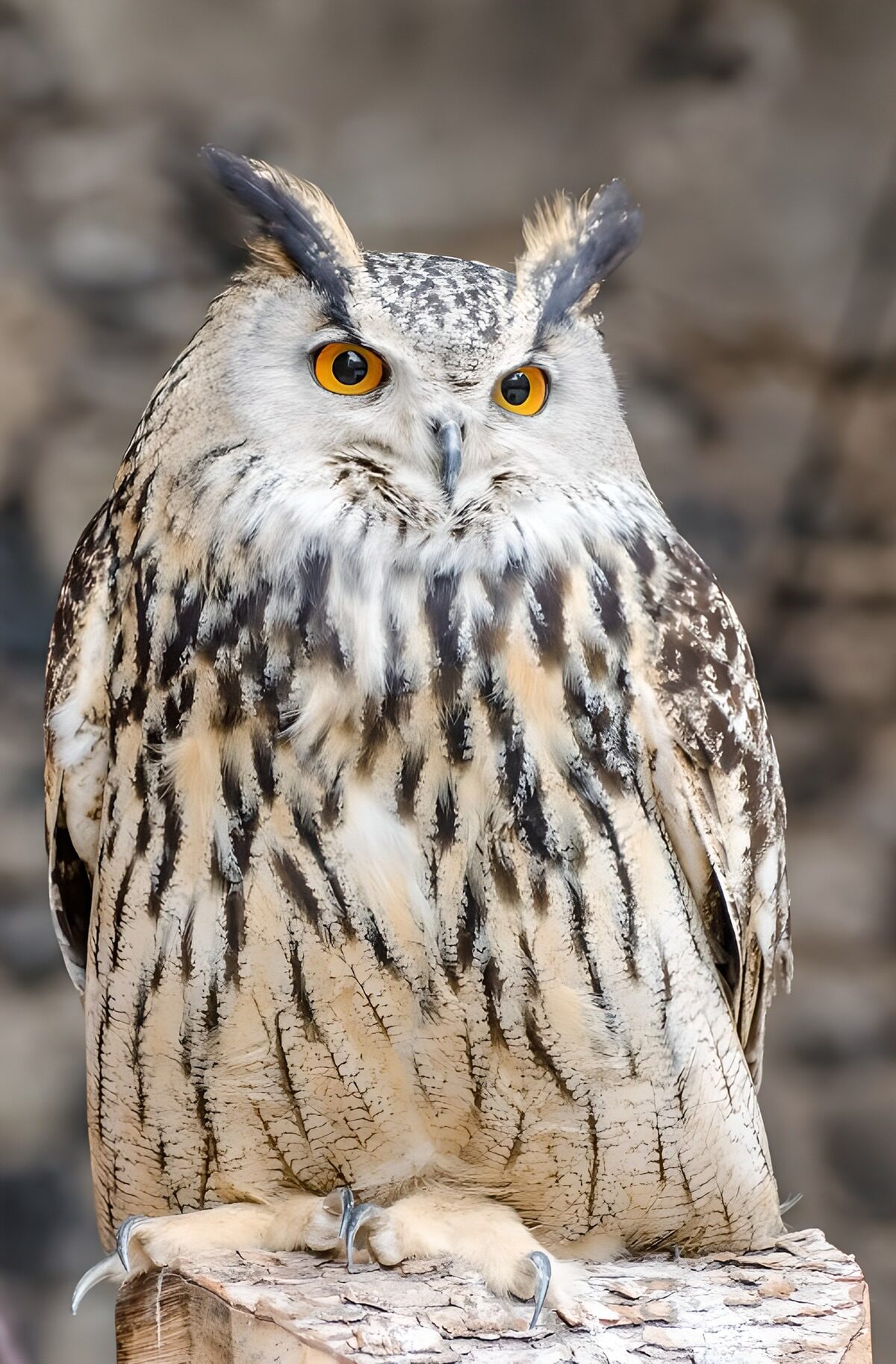 OCCOM5911841: Majestic Owl with Striking Eyes